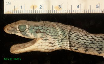 Media type: image;   Herpetology R-156715 Description: Specimen photo;  Aspect: head lateral left